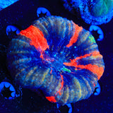Ultra Scolymia Coral