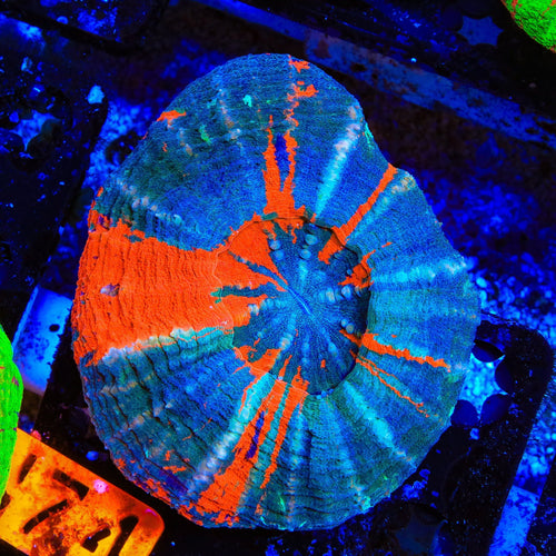 Ultra Scolymia Coral