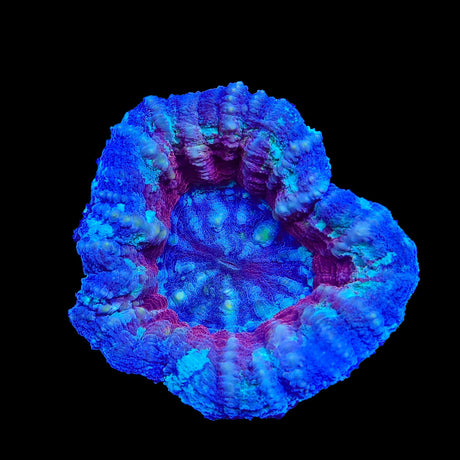 Ultra Scolymia Coral