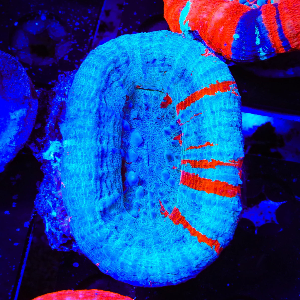 Ultra Scolymia Coral