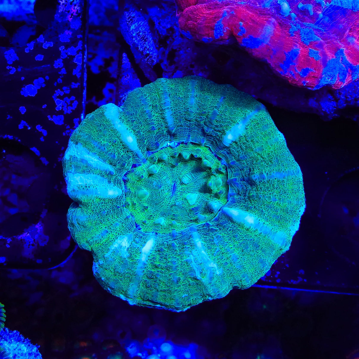 Ultra Scolymia Coral