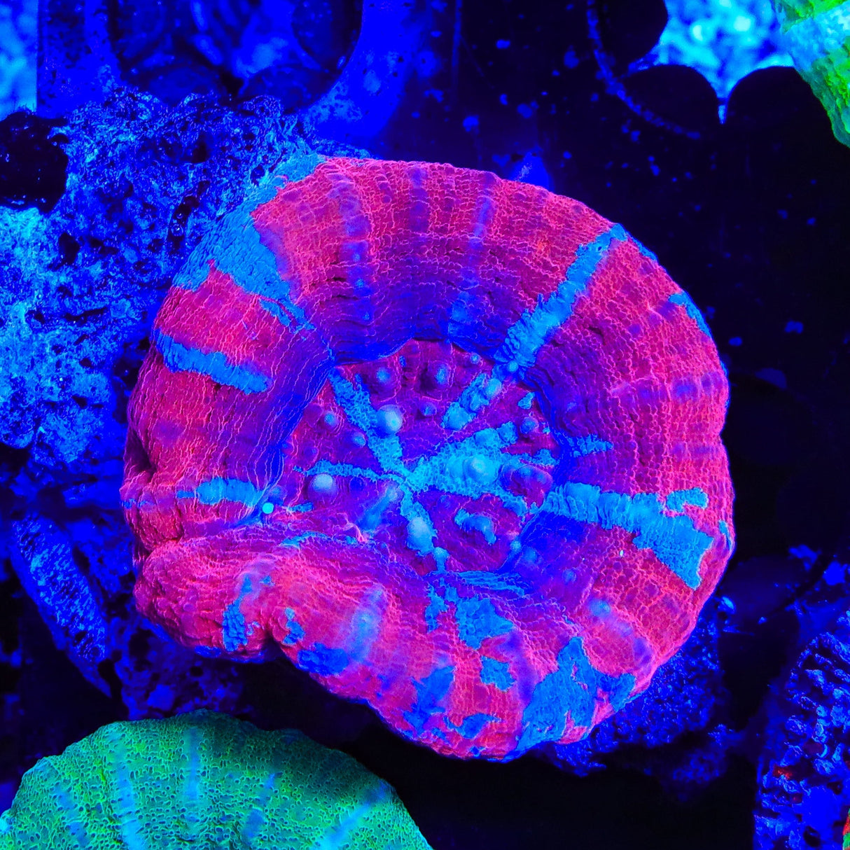 Ultra Scolymia Coral
