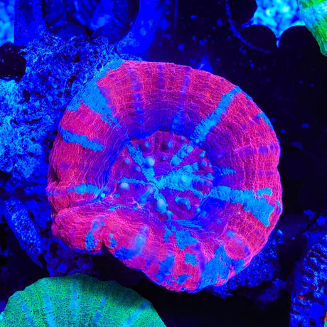 Ultra Scolymia Coral