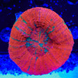Ultra Scolymia Coral
