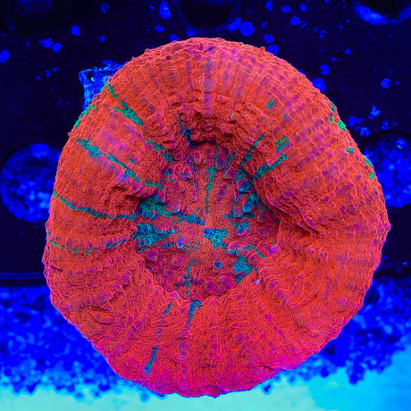 Ultra Scolymia Coral