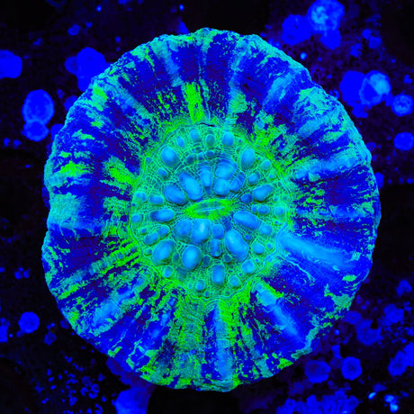 Ultra Splatter Scolymia Coral