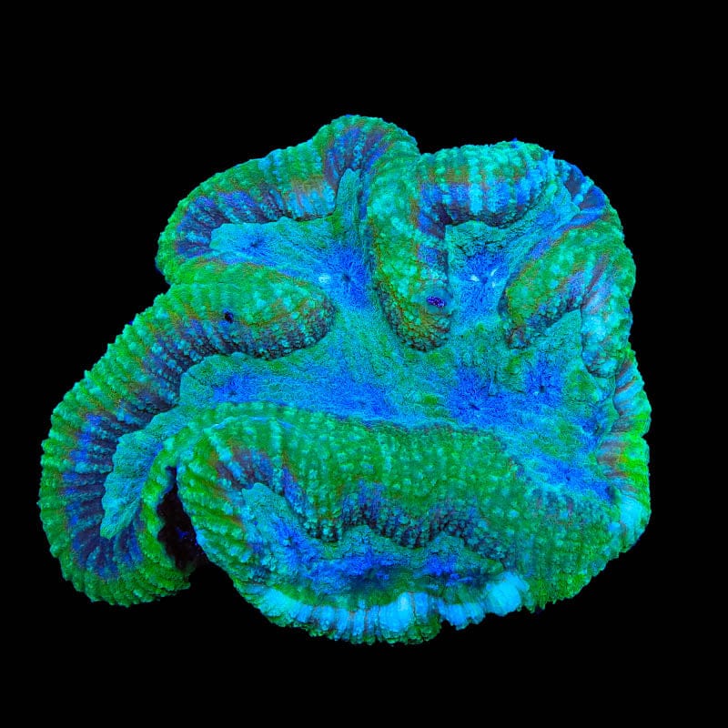 Ultra Symphyllia Lobophyllia Coral