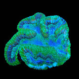 Ultra Symphyllia Lobophyllia Coral