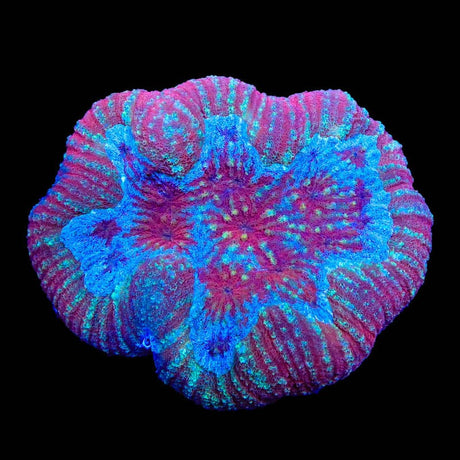 Ultra Symphyllia Lobophyllia Coral