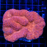 Ultra Symphyllia Lobophyllia Coral
