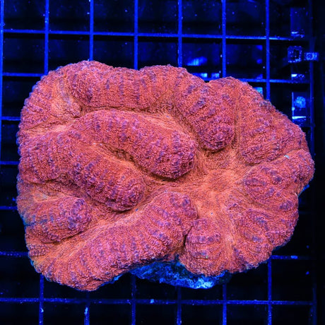 Ultra Symphyllia Lobophyllia Coral