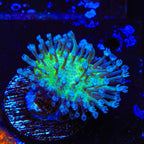 Ultra Toadstool Leather Coral