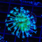 Ultra Toadstool Leather Coral