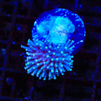 Ultra Toadstool Leather Coral