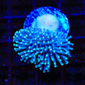 Ultra Toadstool Leather Coral