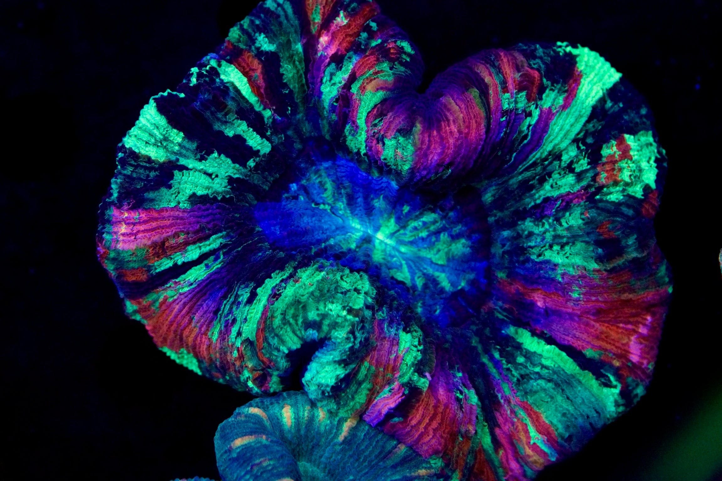 Ultra Trachy Coral