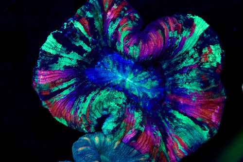 Ultra Trachy Coral
