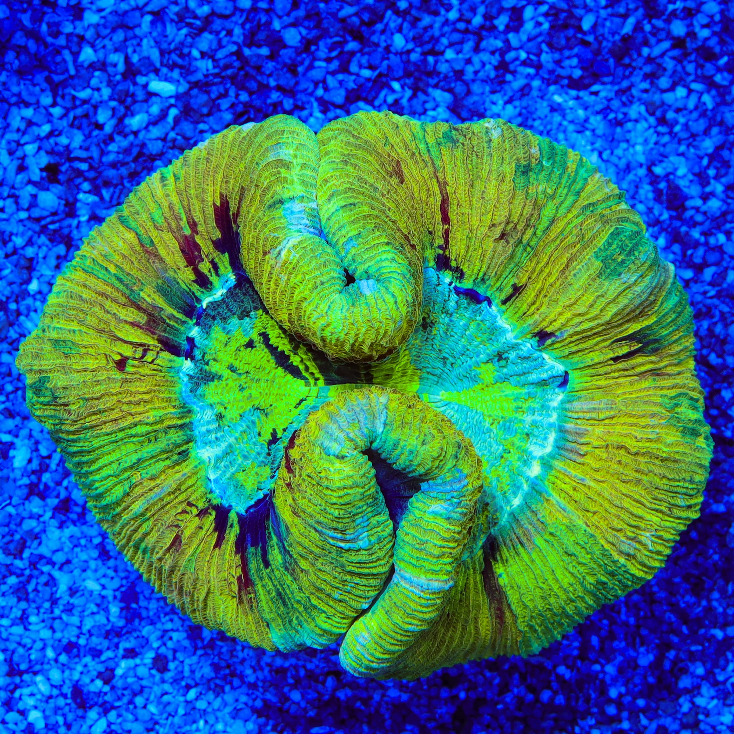 Ultra Trachyphyllia Coral