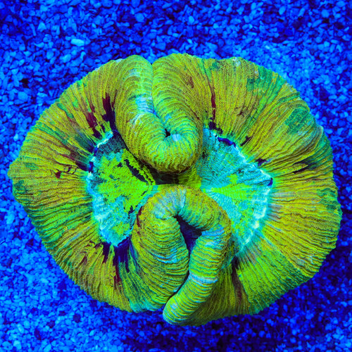 Ultra Trachyphyllia Coral