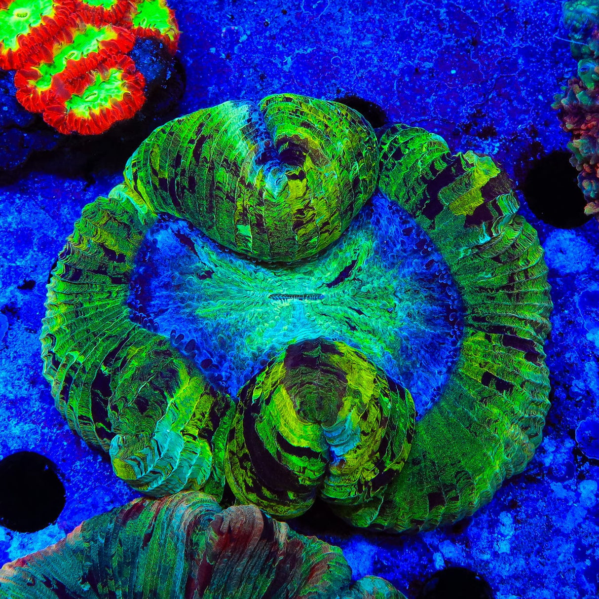 Ultra Trachyphyllia Coral
