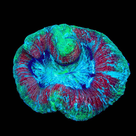 Ultra Trachyphyllia Coral