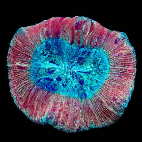 Ultra Trachyphyllia Coral