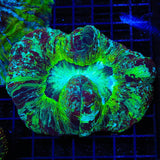 Ultra Trachyphyllia Coral