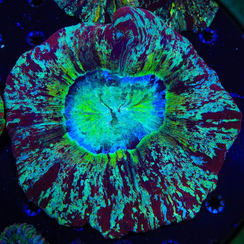 Ultra Trachyphyllia Coral