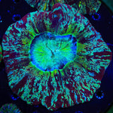 Ultra Trachyphyllia Coral
