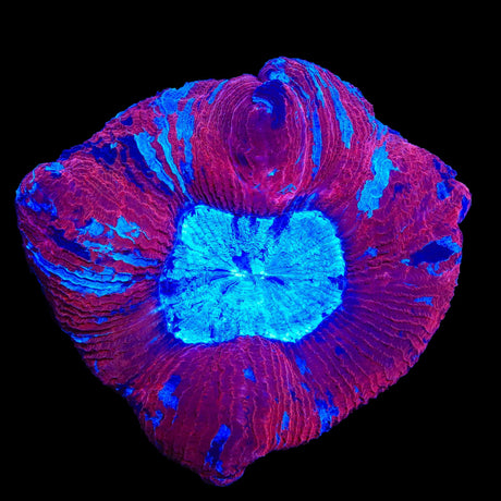 Ultra Trachyphyllia Coral