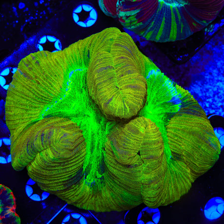 Ultra Trachyphyllia Coral