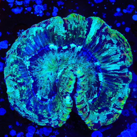 Ultra Trachyphyllia Coral