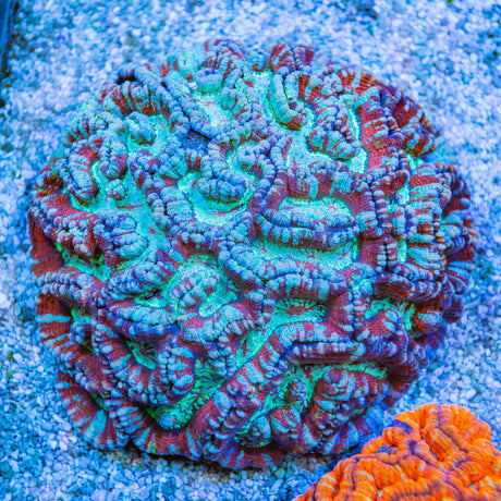 Ultra Wilsoni Coral