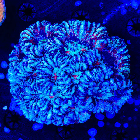 Ultra Wilsoni Coral