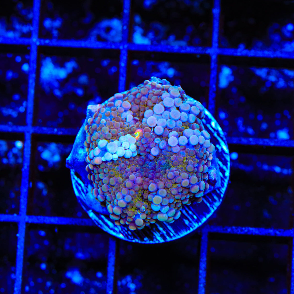 Ultra Yuma Coral