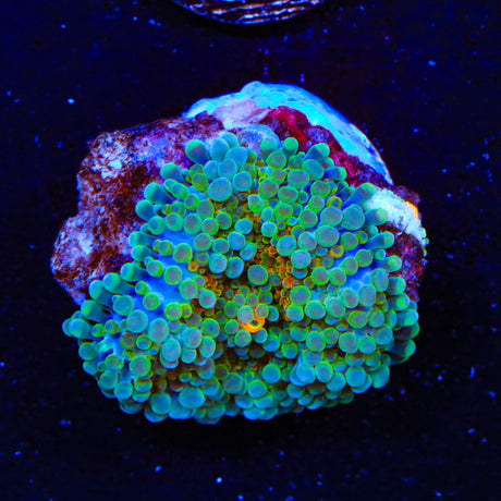 Ultra Yuma Coral