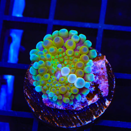 Ultra Yuma Coral