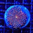 Ultra Yuma XL Frag Coral
