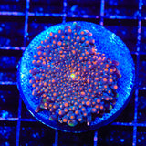 Ultra Yuma XL Frag Coral