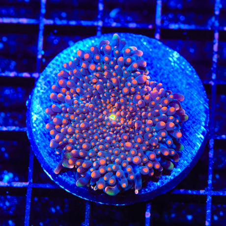 Ultra Yuma XL Frag Coral