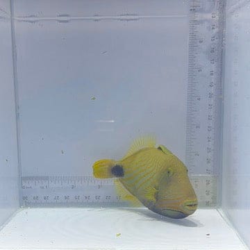 Undulated Triggerfish (Balistapus undulatus)
