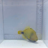 Undulated Triggerfish (Balistapus undulatus)