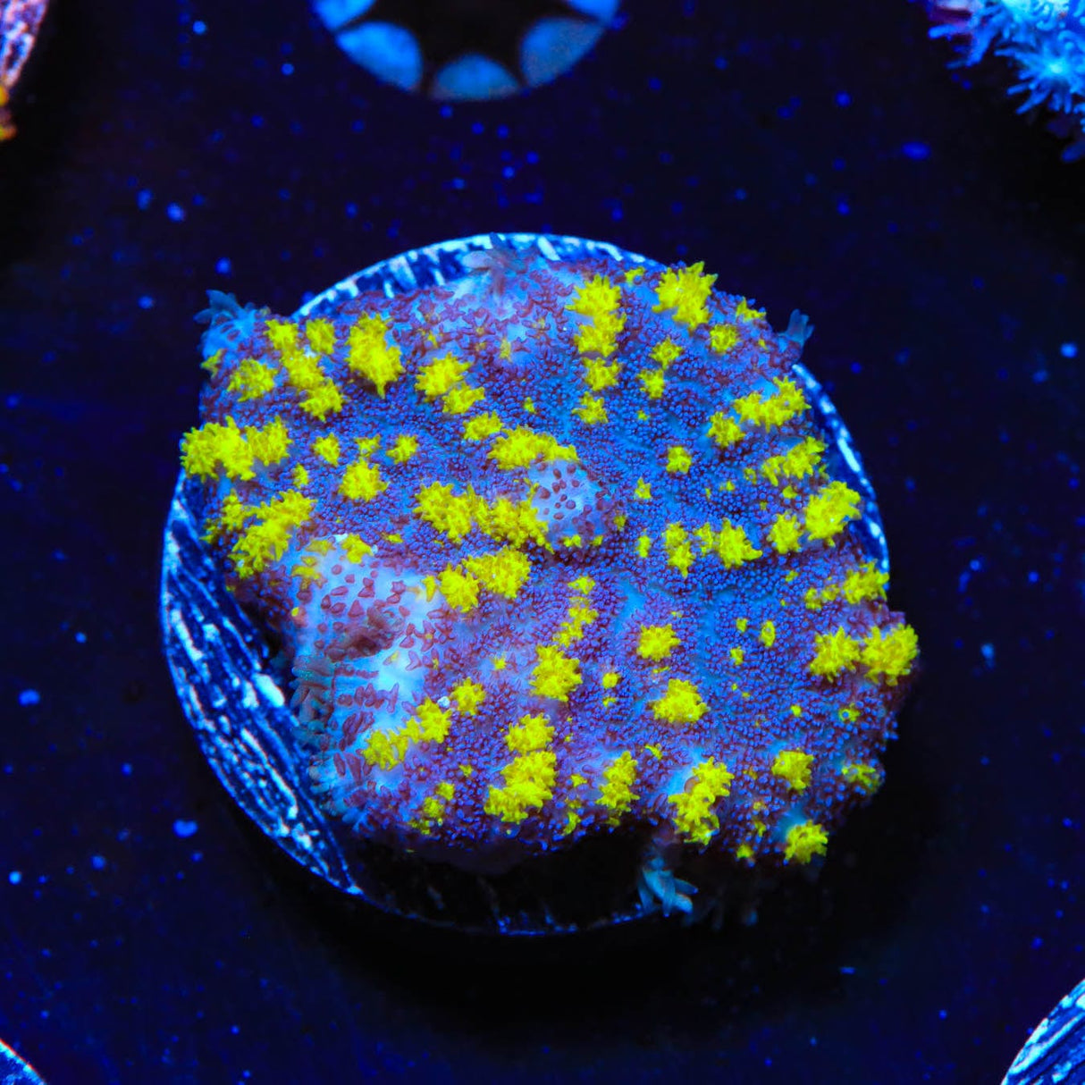 Uranium Bounce Mushroom Coral