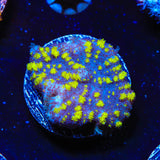 Uranium Bounce Mushroom Coral
