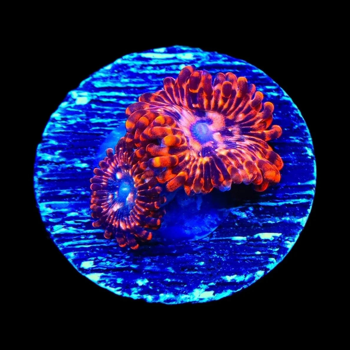 Utter Chaos Zoanthids Coral