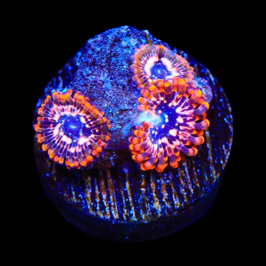 Utter Chaos Zoanthids Coral