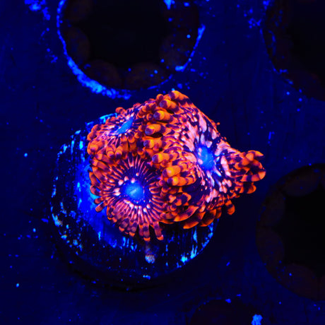 Utter Chaos Zoanthids Coral