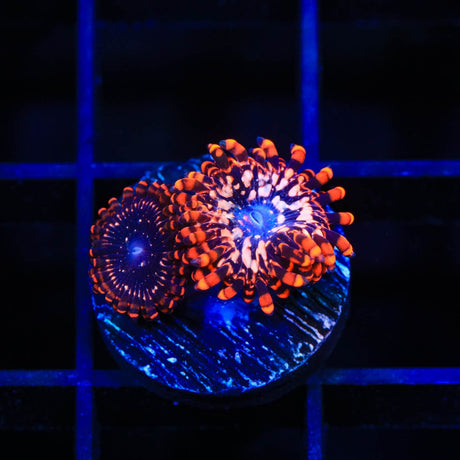Utter Chaos Zoanthids Coral