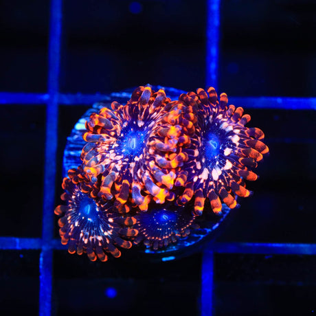 Utter Chaos Zoanthids Coral