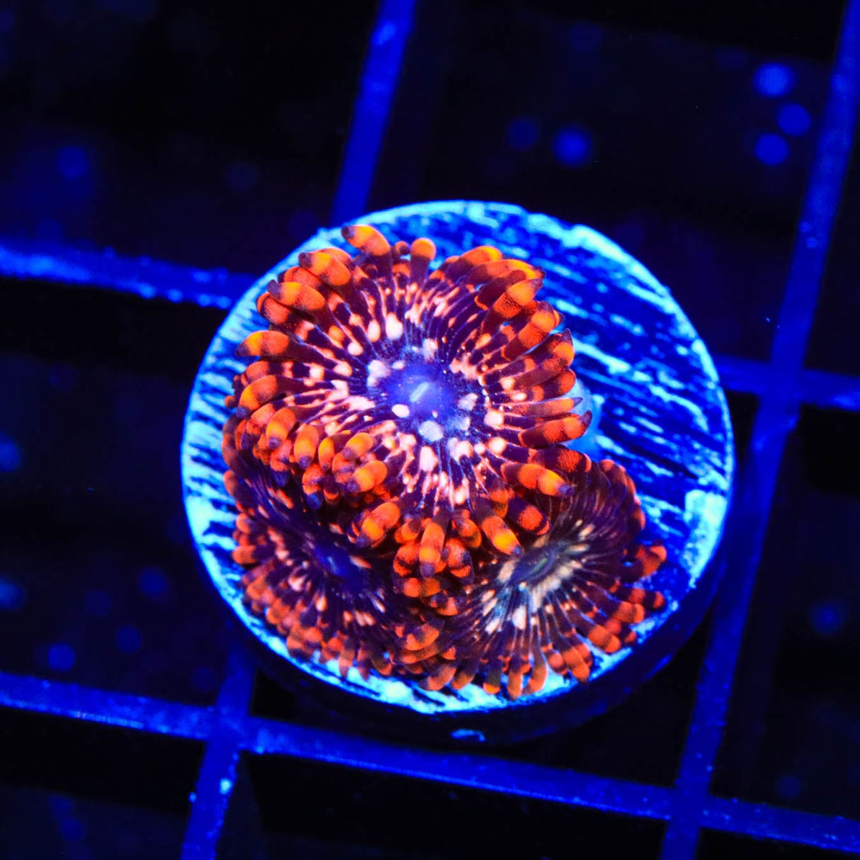Utter Chaos Zoanthids Coral
